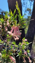 Styphelia triflora
