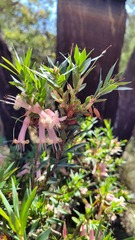 Styphelia triflora