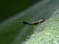 Heterotoma planicornis