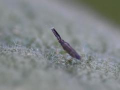 Heterotoma planicornis