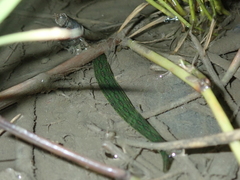 Whitmania laevis