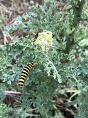 Tyria jacobaeae