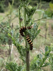 Tyria jacobaeae