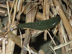 Whitmania laevis
