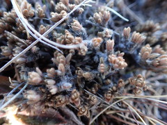 Pimelea sericeovillosa pulvinaris