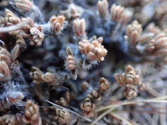 Pimelea sericeovillosa pulvinaris