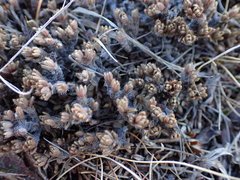 Pimelea sericeovillosa pulvinaris