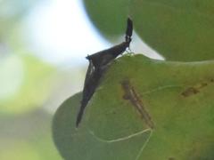 Heterotoma planicornis