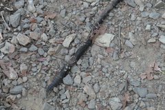 Digaster longmani