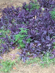 Tradescantia pallida