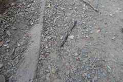 Digaster longmani