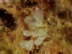Pycnoclavella