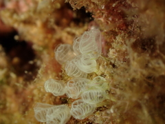 Pycnoclavella