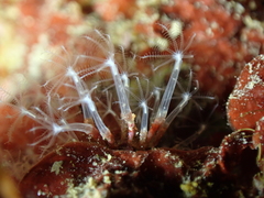 Cornularia cornucopiae