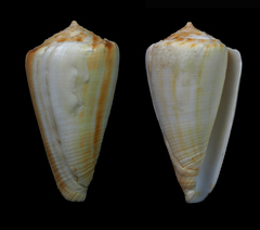 Conus ambiguus