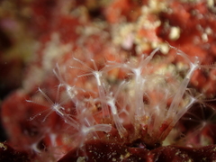 Cornularia cornucopiae