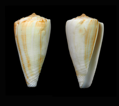 Conus ambiguus