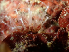 Cornularia cornucopiae