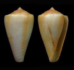 Conus ambiguus