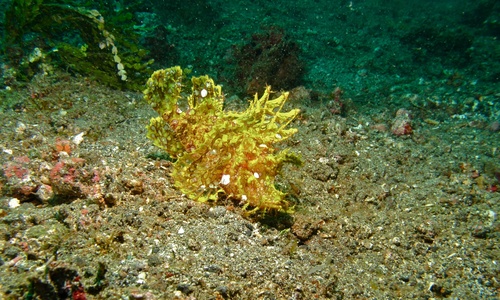 Rhinopias scorpionfish