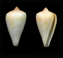 Conus ambiguus