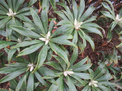 Macrolearia angustifolia