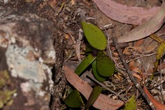 Dendrobium pugioniforme