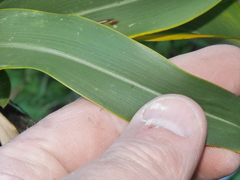 Phormium cookianum hookeri