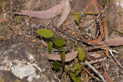 Dendrobium pugioniforme