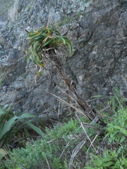 Phormium cookianum hookeri