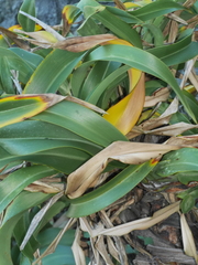 Phormium cookianum hookeri