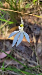Caladenia catenata