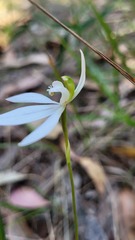 Caladenia catenata