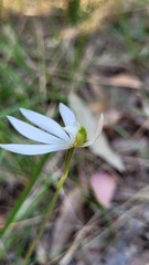 Caladenia catenata
