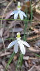 Caladenia catenata