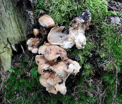 Hydnellum versipelle