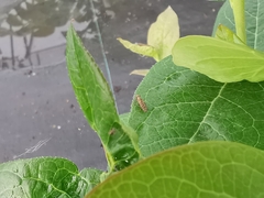 Pherbellia schoenherri