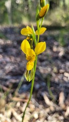 Diuris aurea