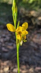 Diuris aurea