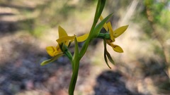 Diuris aurea