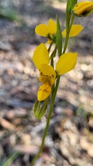 Diuris aurea