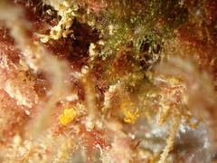 Pycnoclavella aurilucens