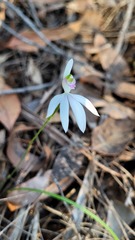 Caladenia catenata