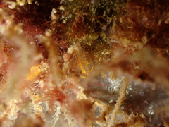 Pycnoclavella aurilucens