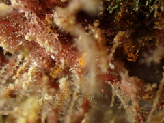 Pycnoclavella aurilucens