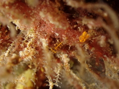 Pycnoclavella aurilucens