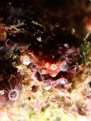 Alcyonium coralloides