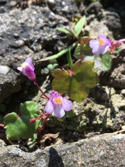 Cymbalaria muralis