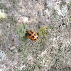 Harmonia axyridis