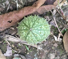 Cucumis anguria